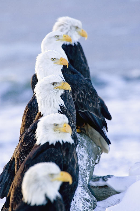 Six Bald Eagles Perched In A Row On Photograph by Don Pitcher
