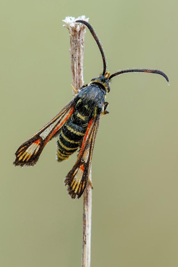Insects Photograph - Six-belted Clearwing by Heath Mcdonald