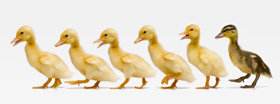 Six ducklings in row, side view (Digital Composite) Photograph by Don Farrall