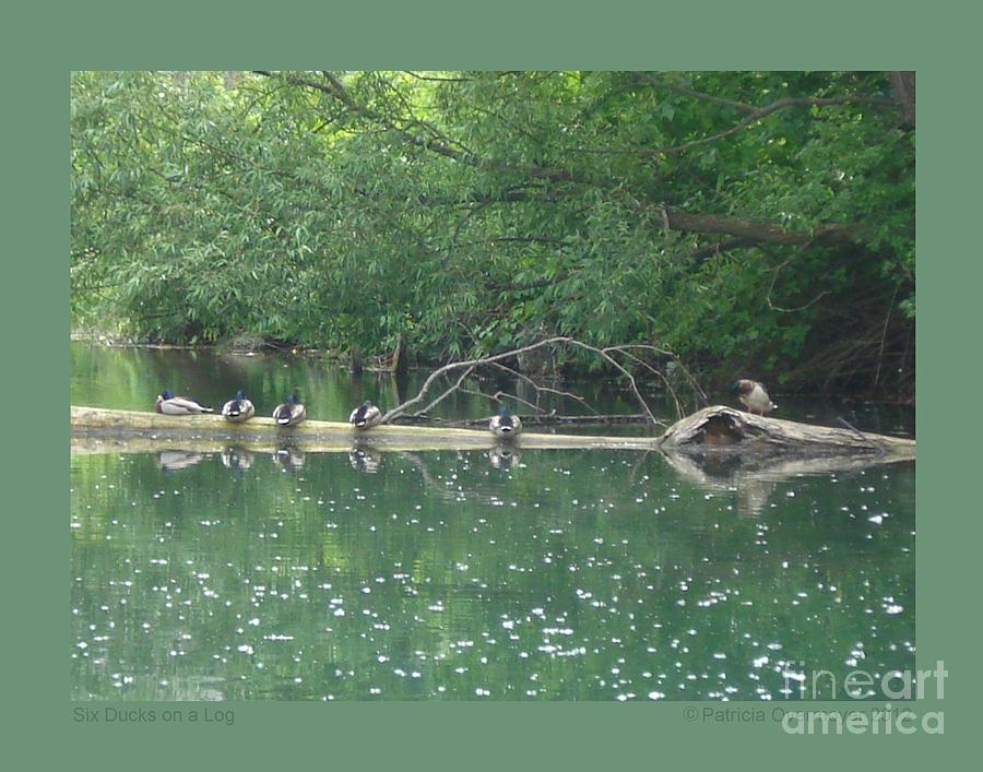 Six Ducks on a Log Photograph by Patricia Overmoyer