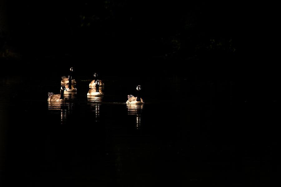 Six Geese A Swimming Photograph by Karol Livote