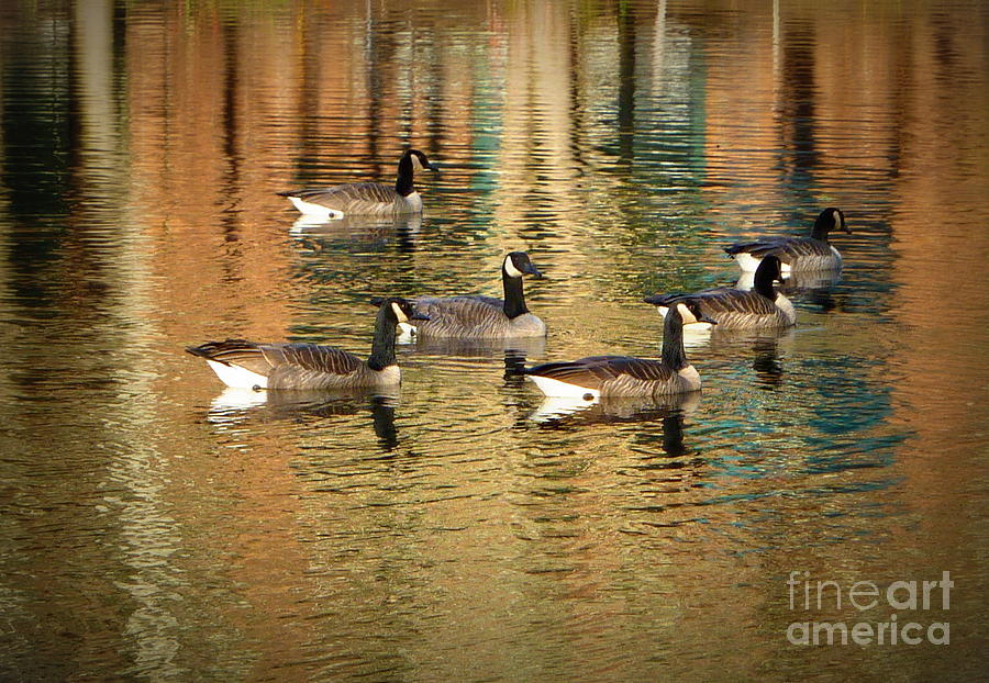 Six Geese Swimming Photograph by Susan Garren