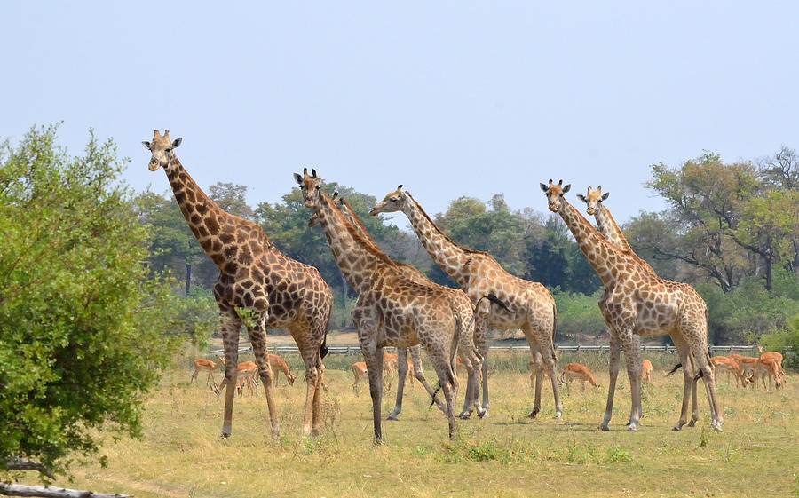 Seven Stately Giraffes Photograph by Tom Wurl