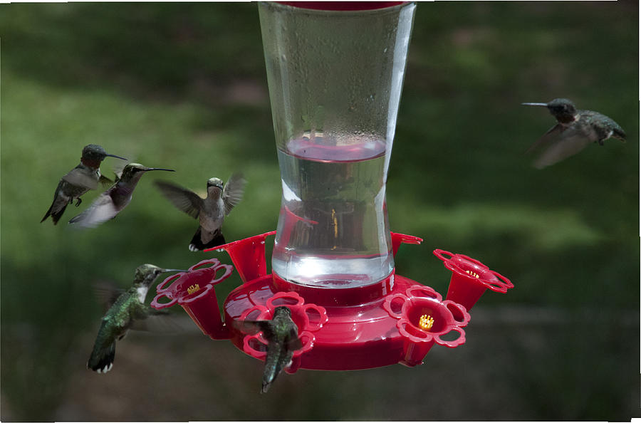 Six Hummingbirds Photograph by Penny Lisowski