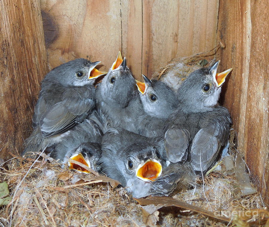 Bird Photograph - Six Hungry Mouths by Renee Trenholm