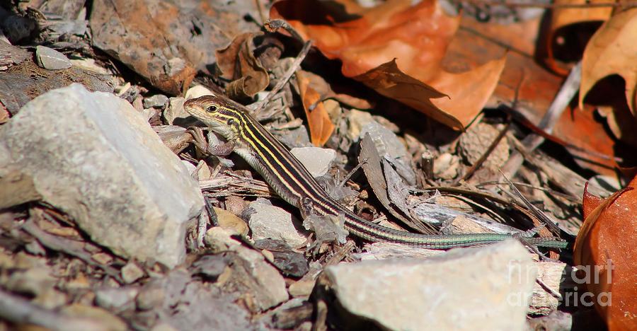 Six-Lined Racerunner Photograph by Jimmy Ostgard