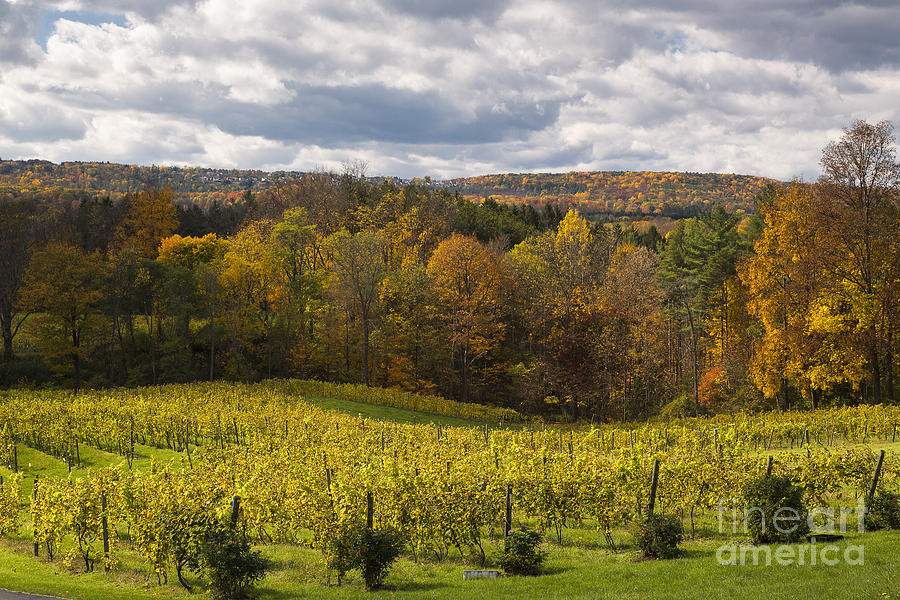 Fall Photograph - Six Mile Creek Vineyard by Michele Steffey