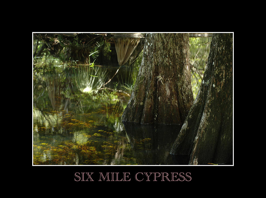 Six Mile Cypress Fort Myers Florida Photograph by David Weeks