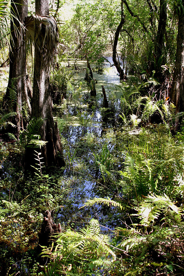 Six Mile Cypress Swamp Photograph by Joseph G Holland
