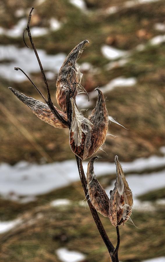 Six Milkweed Pods Photograph by Karl Anderson