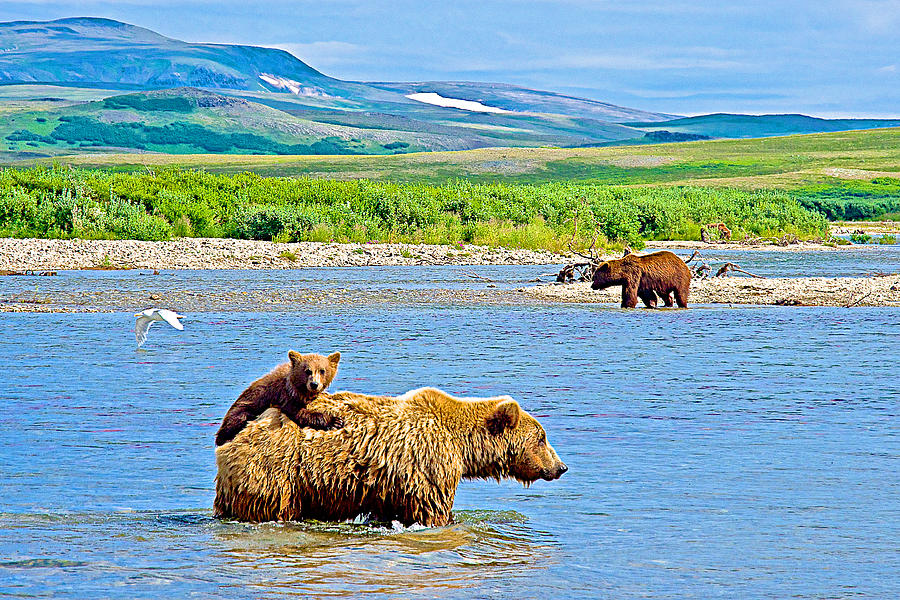 Six-month-old Cub Riding on Moms Back to Cross Moraine River in Katmai National Preserve-Alaska Photograph by Ruth Hager