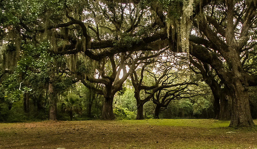 Six Oaks Cemetery Photograph by Tony Delsignore | Fine Art America