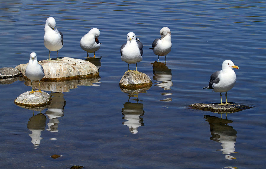 Seagull Photograph - And Then There Were Six by Donna Kennedy