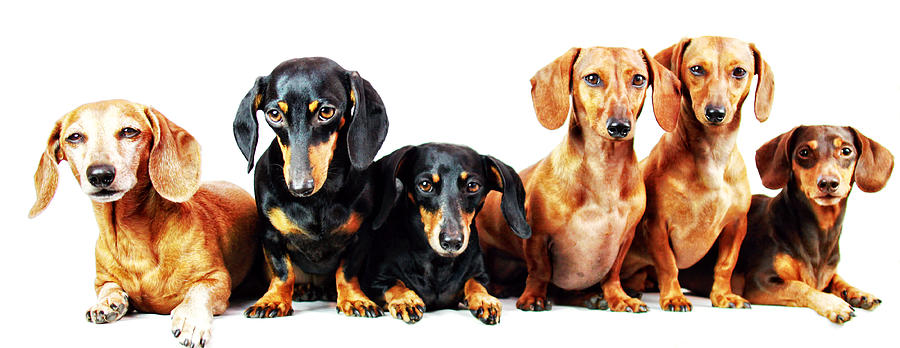 Dachshund Photograph - Six pack  by Johnny Ortez-Tibbels