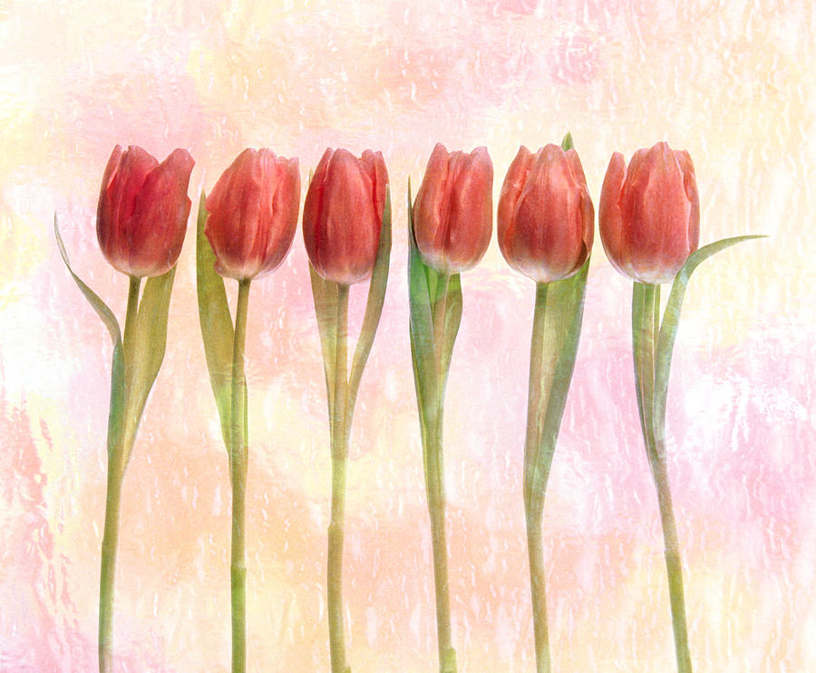 Tulip Photograph - Six Pink Tulips With Green Stems by Panoramic Images