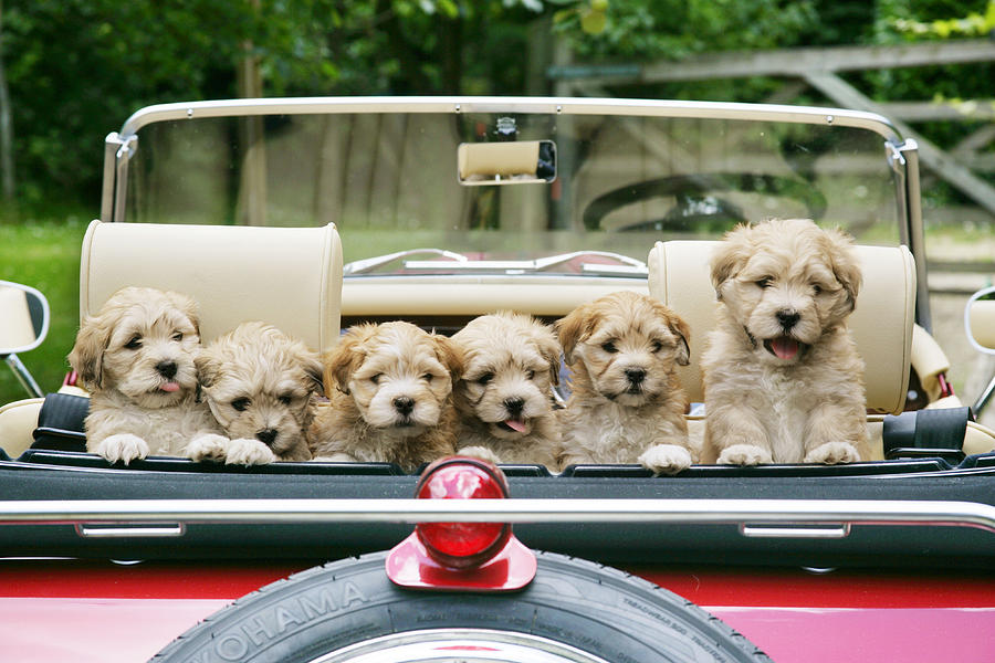 Six Puppies In A Car Photograph by John Daniels