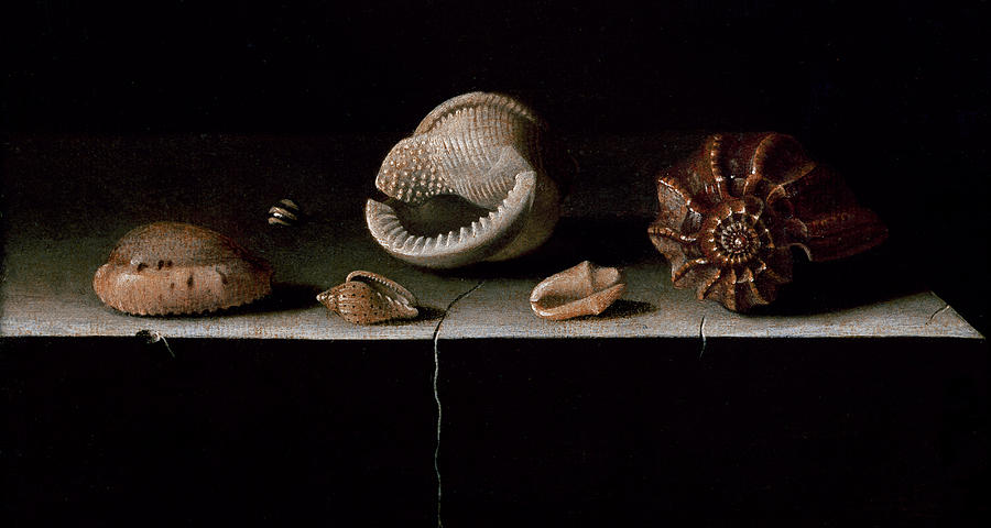 Adrian Coorte Painting - Six Shells on a Stone Shelf by Adrian Coorte