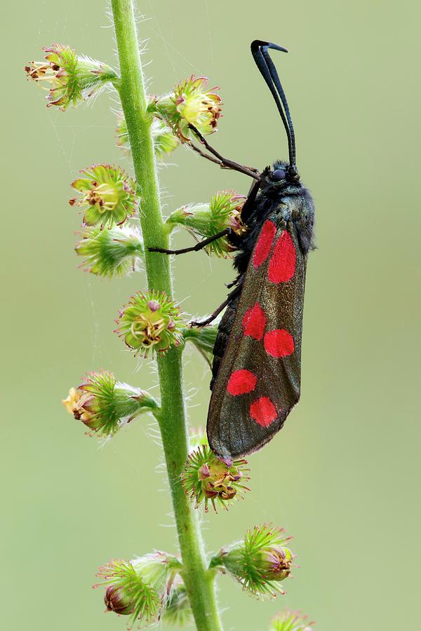 Insects Photograph - Six Spot Burnet Moth by Heath Mcdonald