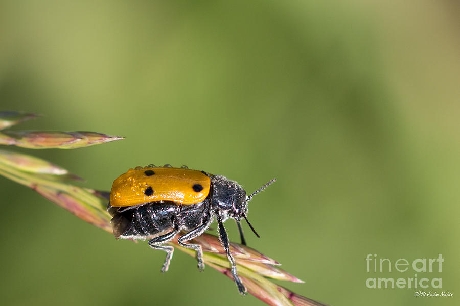 Six-spotted Beetle Photograph by Jivko Nakev