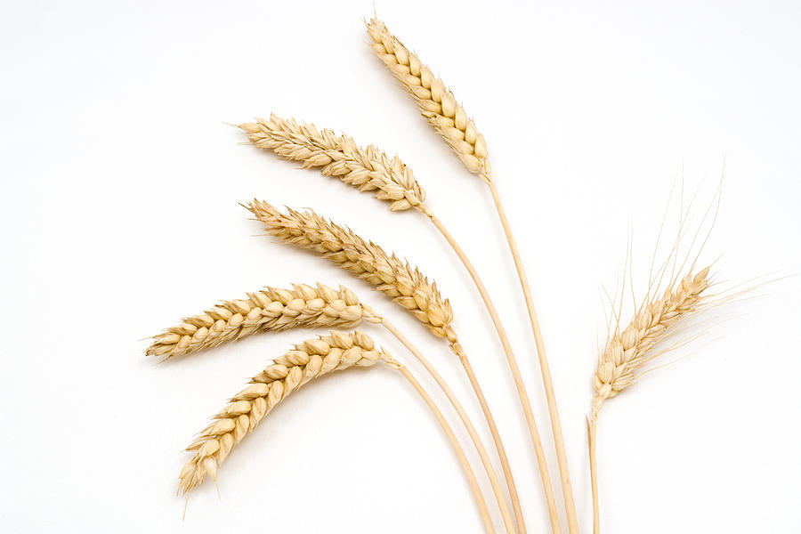 Six stems of wheat on a white background Photograph by Tjanze