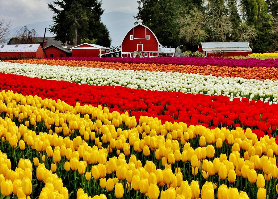 Tulip Photograph - Skagit Bliss by Benjamin Yeager