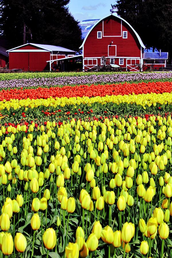 Skagit Farm Photograph by Benjamin Yeager