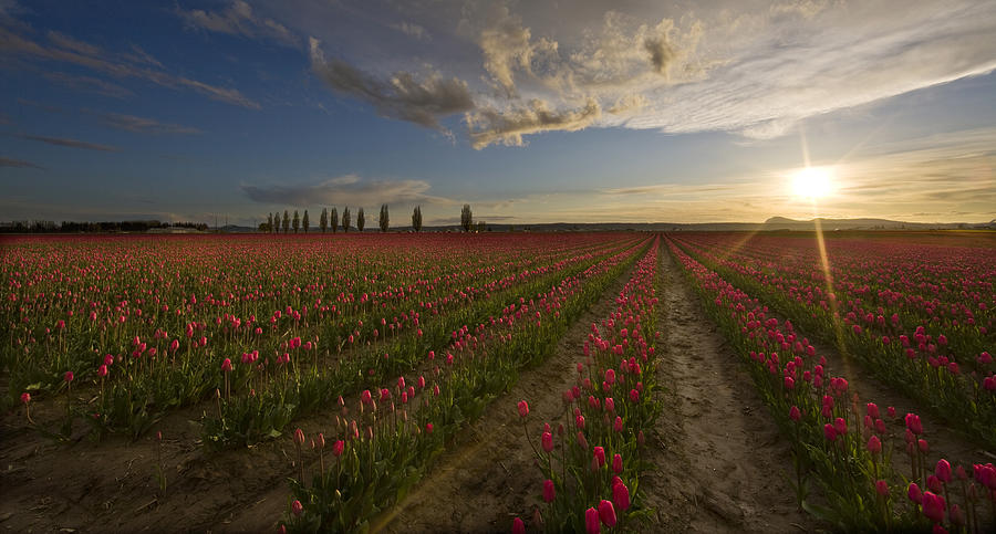 Skagit Tulip Fields Sunset Photograph by Mike Reid