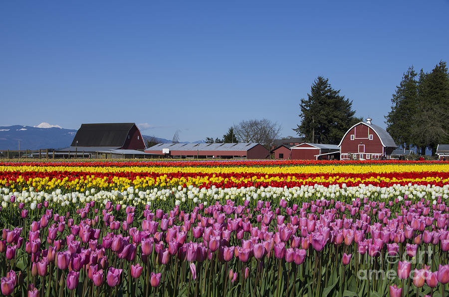 Skagit Tulips Photograph by Louise Magno