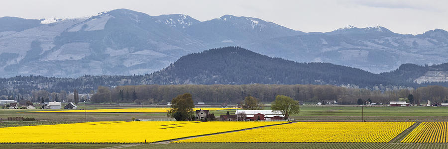 Skagit Valley Daffodils Photograph by Bob Stevens