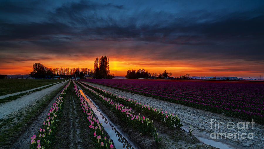 Skagit Valley Dusk Colors Photograph by Mike Reid