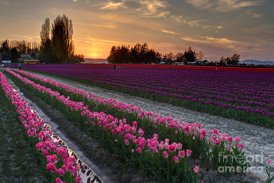 Skagit Valley Serenity Photograph by Mike Reid