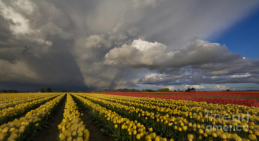 Tulip Photograph - Skagit Valley Storm by Mike Reid