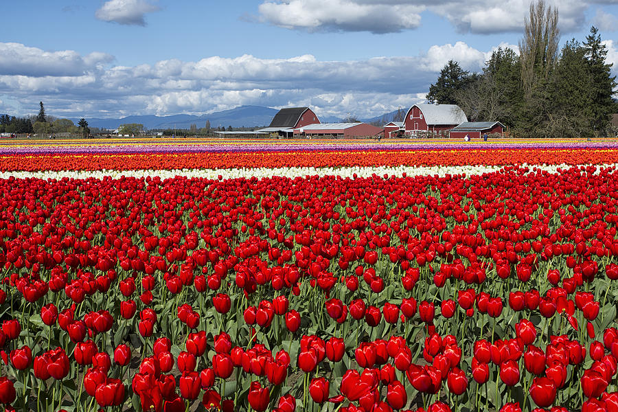 Skagit Valley Tulip Field Photograph by Bob Stevens