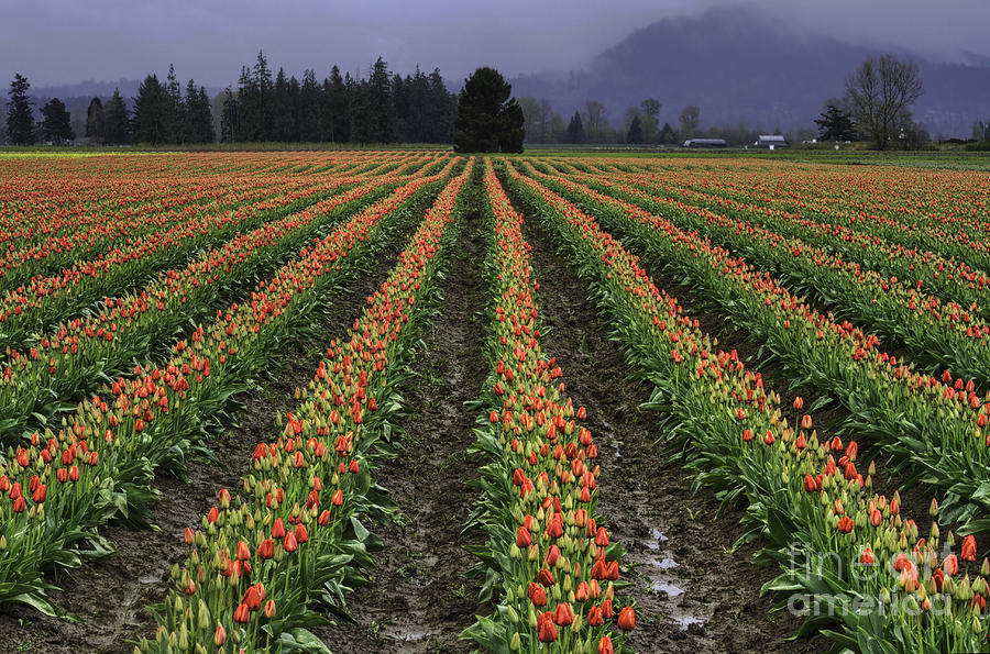 Skagit Valley Tulip Field Photograph by Mark Kiver
