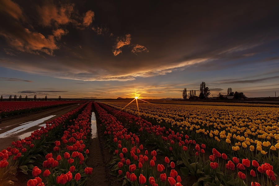 Tulip Fields Photograph - Skagit Valley Tulip Sunset by Mike Reid
