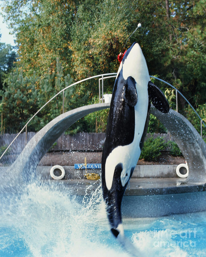 Skana Photograph - Skana orca Vancouver Aquarium 1974 by Monterey County Historical Society