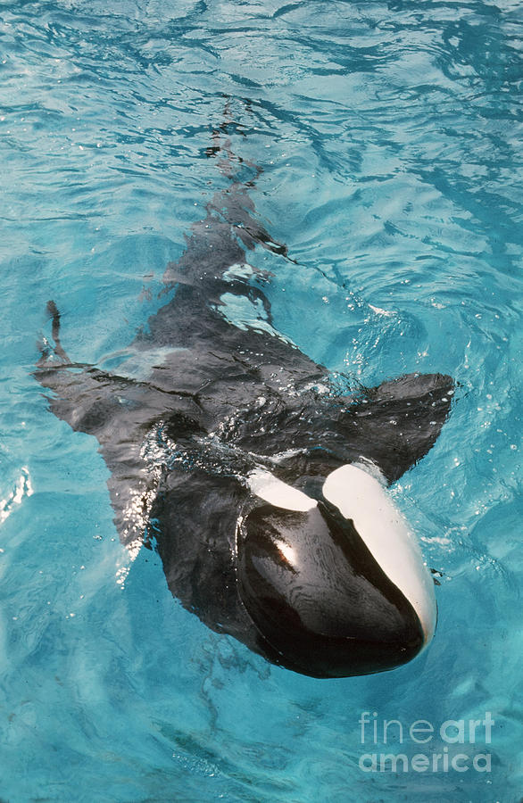 Skana Photograph - Skana orca Vancouver Aquarium Pat Hathaway Photo1974 by Monterey County Historical Society