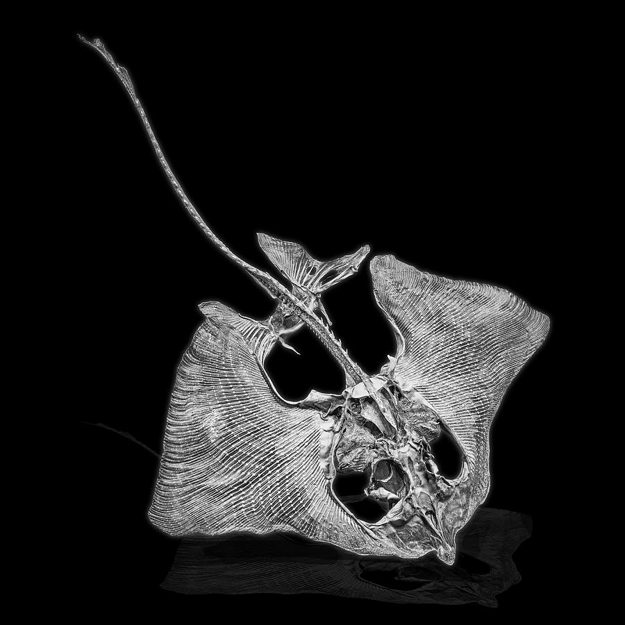 Fish Photograph - Skate Skeleton by Gary Warnimont
