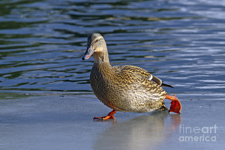 Duck Photograph - Skating on Thin Ice by Sharon Talson