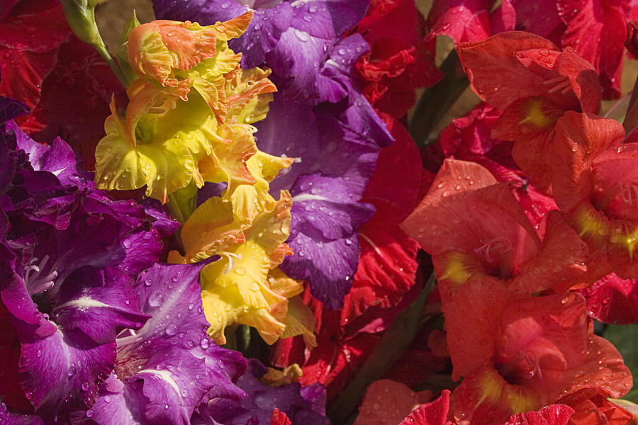 Gladiolus Photograph - Skc 4707 Riot Of Floral Color by Sunil Kapadia Gladiolus Photograph - Skc 4707 Riot Of Floral Color by Sunil Kapadia