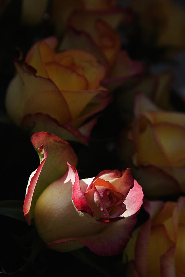 SKC 5134 Rose Bloom Photograph by Sunil Kapadia