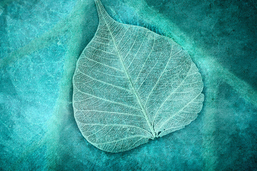 Skeletal Leaf Photograph by Bonnie Bruno