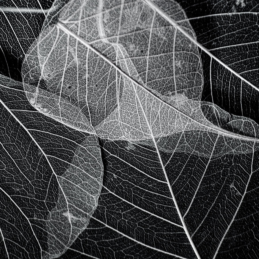Skeletal Leaf Montage No.1 Photograph by Bonnie Bruno
