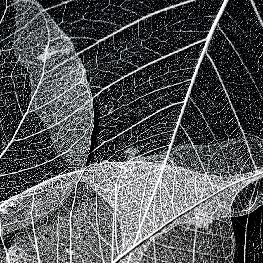 Leaves Photograph - Skeletal Leaf Montage No.3 by Bonnie Bruno