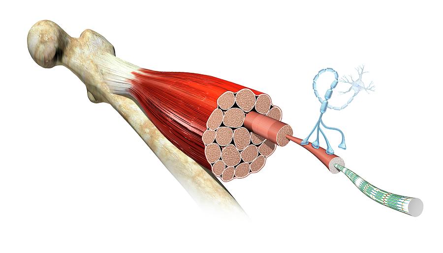Skeletal Muscle Structure Photograph by Science Photo Library - Pixels ...