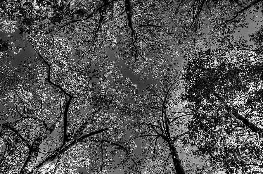 Nature Photograph - Skeletal Sky by Lucia Vicari