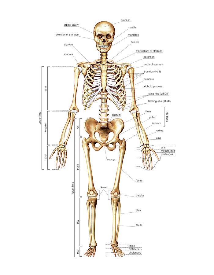 Skeletal System Photograph by Asklepios Medical Atlas