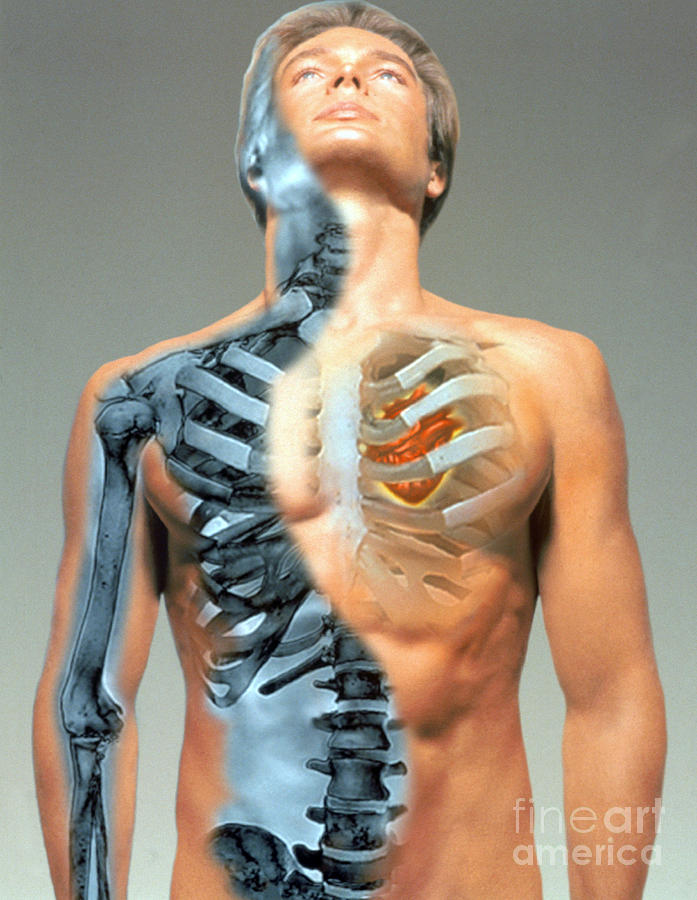 Skeletal System Photograph by Dennis D. Potokar