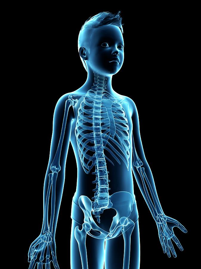 Skeletal System Of A Boy Photograph by Sebastian Kaulitzki