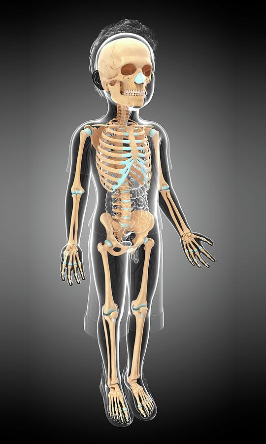 Skeletal System Of A Child Photograph by Pixologicstudio/science Photo Library